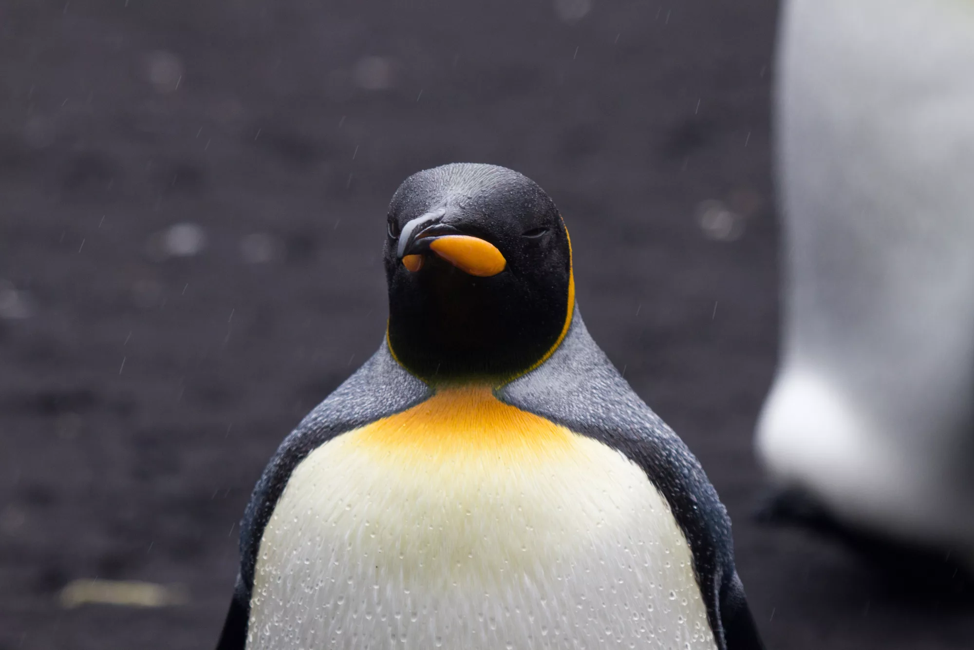 Thanksgiving Surprise: Penguin 3.0 Continues To Rollout